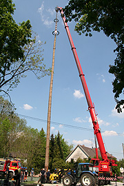 Der erste steht schon seit 29.04.2007 - 41 m hoch ist der Baum in Oberrmenzing (Foto. Martin Schmitz)